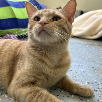 Nallie -  Domestic Short Hair Cat for Adoption in El Cajon, California - Nallie | PetCurious