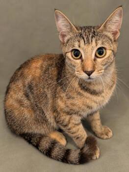 Quincy -  Domestic Short Hair Cat for Adoption in Austin, Texas - Quincy | PetCurious