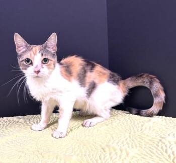 Swingline -  Domestic Short Hair Cat for Adoption in Hawk Point, Missouri - Swingline | PetCurious