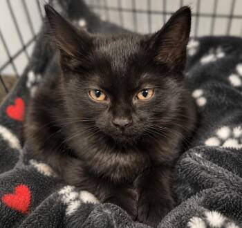 Domestic Short Hair Cats Available for Adoption in Warren, Michigan - Bee | PetCurious