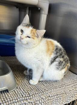 Domestic Short Hair Cats Available for Adoption - Elsa | PetCurious