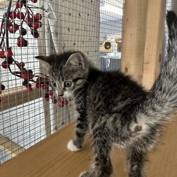 Keroppi -  Domestic Medium Hair Cat for Adoption in Wappingers Falls, New York - Keroppi | PetCurious