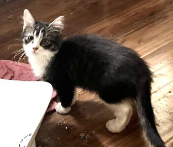 Monroe -  Domestic Long Hair Cat for Adoption in Denver, Colorado - Monroe | PetCurious