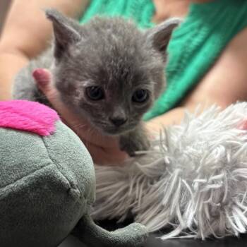 Fig 2.0 -  Domestic Long Hair Cat for Adoption in North Canton, Ohio - Fig 2.0 | PetCurious