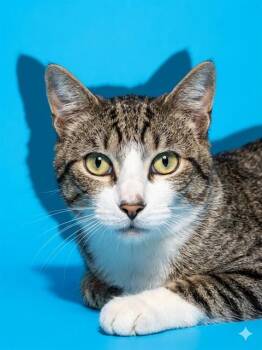 Domestic Short Hair Cats Available for Adoption in Jacksonville, Florida - DENNY | PetCurious