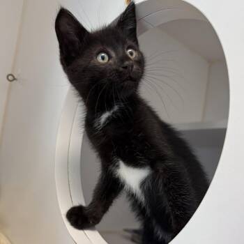 Hal (bonded w/ John) -  Domestic Short Hair Cat for Adoption in Oakland, California - Hal (bonded W/ John) | PetCurious