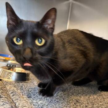 Robin -  Domestic Short Hair Cat for Adoption - Robin | PetCurious