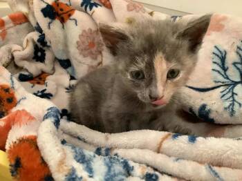 Rescue Domestic Short Hair Cats for Adoption in Long Beach, California - Peach | PetCurious