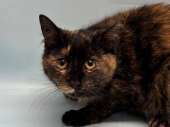 Anastasia -  Domestic Short Hair Cat for Adoption in Minneapolis, Minnesota - Anastasia | PetCurious