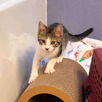 Mallory -  Domestic Short Hair Cat for Adoption in Hemet, California - Mallory | PetCurious