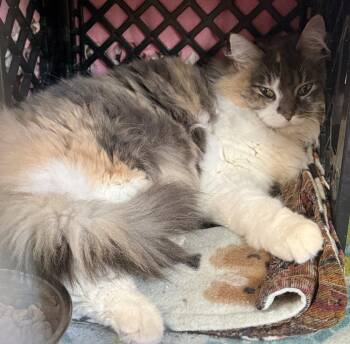 Kion -  Domestic Long Hair Cat for Adoption in Fremont, Nebraska - Kion | PetCurious