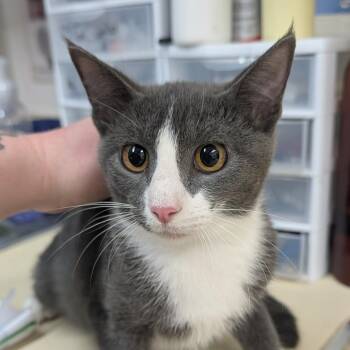 Izzy -  Domestic Short Hair Cat for Adoption in Ardmore, Oklahoma - Izzy | PetCurious