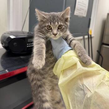 Seven peas one pod -  Domestic Short Hair Cat for Adoption in Pekin, Illinois - Seven Peas One Pod | PetCurious