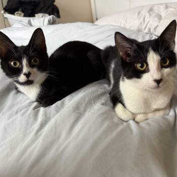 Rescue Domestic Short Hair Cats for Adoption in New York, New York - Sky Cap + Sky Miles | PetCurious