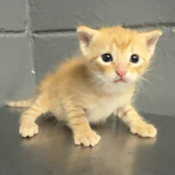 Domestic Short Hair Cats Available for Adoption in Tuscaloosa, Alabama - TUSC-Stray-84179 | PetCurious
