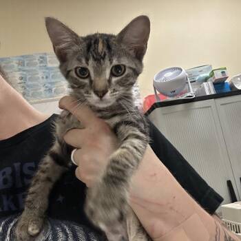 Toe -  Domestic Short Hair Cat for Adoption in Titusville, Florida - Toe | PetCurious