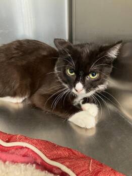 Domestic Short Hair Cats Available for Adoption in Lunenburg, Massachusetts - PB | PetCurious