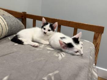 Pez Exotic Flavors: Guava -  Domestic Short Hair Cat for Adoption - Pez Exotic Flavors: Guava | PetCurious