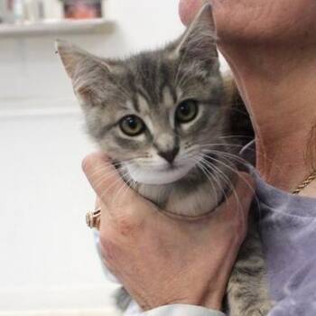 Raya -  Domestic Short Hair Cat for Adoption in Birmingham, Alabama - Raya | PetCurious