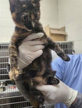 STORMIE -  Domestic Medium Hair Cat for Adoption in Santa Fe, New Mexico - STORMIE | PetCurious