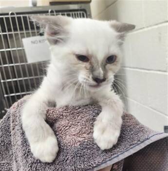 MOONDANCER -  Domestic Short Hair Cat for Adoption in Santa Fe, New Mexico - MOONDANCER | PetCurious