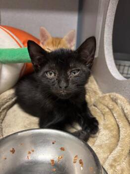 Bonnie -  Domestic Short Hair Cat for Adoption in Liverpool, New York - Bonnie | PetCurious