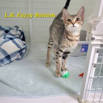 Rescue Domestic Short Hair Cats for Adoption in Diamond Springs, California - L. R. Fuzzybottom | PetCurious