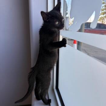 Domestic Short Hair Cats Available for Adoption in Clavet, Saskatchewan - Lenny | PetCurious