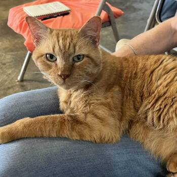 Domestic Short Hair Cats Available for Adoption - Ivy - 7 Yo Senior | PetCurious