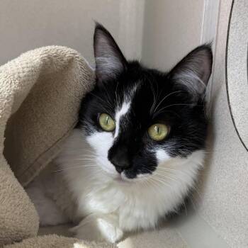 Jessie -  Domestic Medium Hair Cat for Adoption in Redwood City, California - Jessie | PetCurious