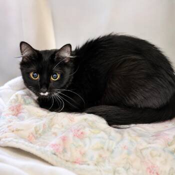 Bebe -  Domestic Medium Hair Cat for Adoption in Hopkinton, Massachusetts - Bebe | PetCurious