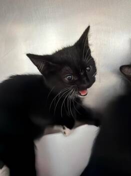 June -  Domestic Short Hair Cat for Adoption in Pomona, New York - June | PetCurious