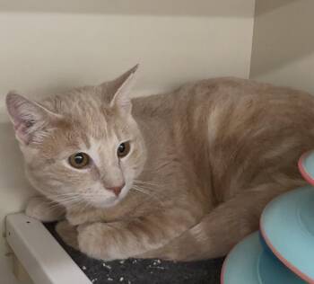Bond -  Tabby Cat for Adoption in Cuyahoga Falls, Ohio - Bond | PetCurious