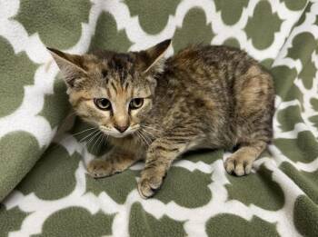 Domestic Short Hair Cats Available for Adoption - June | PetCurious