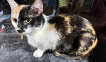 Harley -  Domestic Short Hair Cat Available for Adoption in Johnson City, Tennessee - Harley | PetCurious