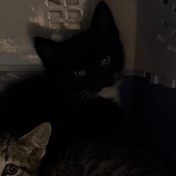 Domestic Short Hair Cats Available for Adoption in Salt Lake City, Utah - Fabiana | PetCurious