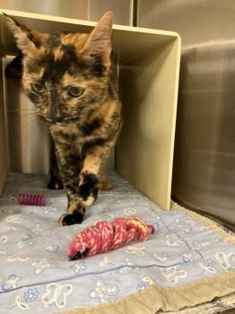 Domestic Short Hair Cats Available for Adoption - Trudy | PetCurious