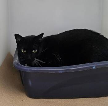 LUCKY STAR -  Domestic Short Hair Cat for Adoption in Palmetto, Florida - LUCKY STAR | PetCurious