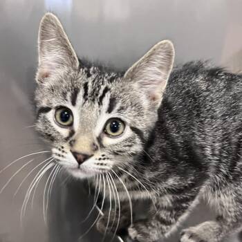 Domestic Short Hair Cats Available for Adoption in Washburn, Missouri - Western Star | PetCurious
