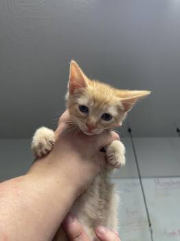 Porche -  Domestic Short Hair Cat for Adoption in Bolivar, Missouri - Porche | PetCurious