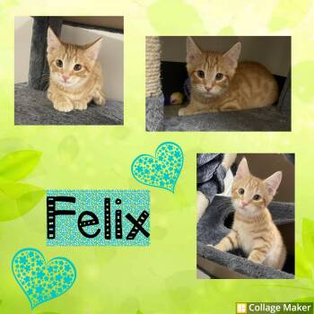 Felix -  Domestic Short Hair Cat for Adoption in Clearfield, Pennsylvania - Felix | PetCurious