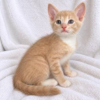 Pumpkin -  Domestic Short Hair Cat for Adoption in Tucson, Arizona - Pumpkin | PetCurious