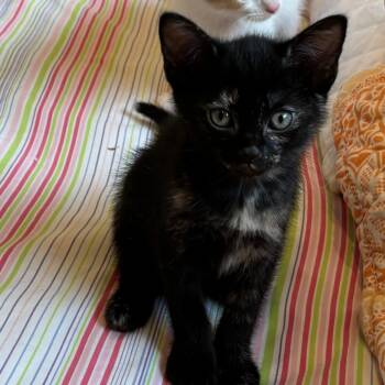 Rescue Domestic Short Hair Cats for Adoption in West Palm Beach, Florida - Cornucopia | PetCurious