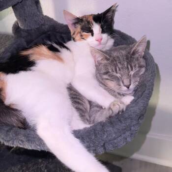 Chloe & Olivia [BFFS, bonded pair] -  Calico Cat Available for Adoption in Tustin, California - Chloe & Olivia [BFFS, Bonded Pair] | PetCurious