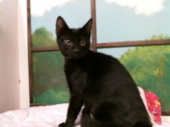 WAYNE -  Domestic Short Hair Cat for Adoption in Houston, Texas - WAYNE | PetCurious
