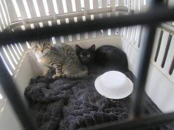 NELSON -  Domestic Short Hair Cat for Adoption in Ocala, Florida - NELSON | PetCurious