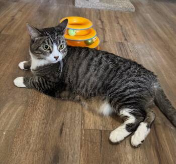 Snickers -  Tabby Cat for Adoption in Temecula, California - Snickers | PetCurious
