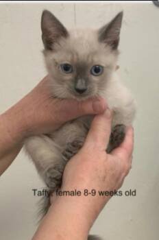 Siamese Cats Available for Adoption - Taffy | PetCurious