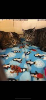 Rescue Domestic Short Hair Cats for Adoption in Owensboro, Kentucky - STALEY! Declaw (BONDED WITH LOAF) | PetCurious