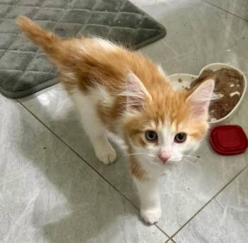 Ren -  Tabby and Domestic Medium Hair Cat for Adoption in Vaughan, Ontario - Ren | PetCurious